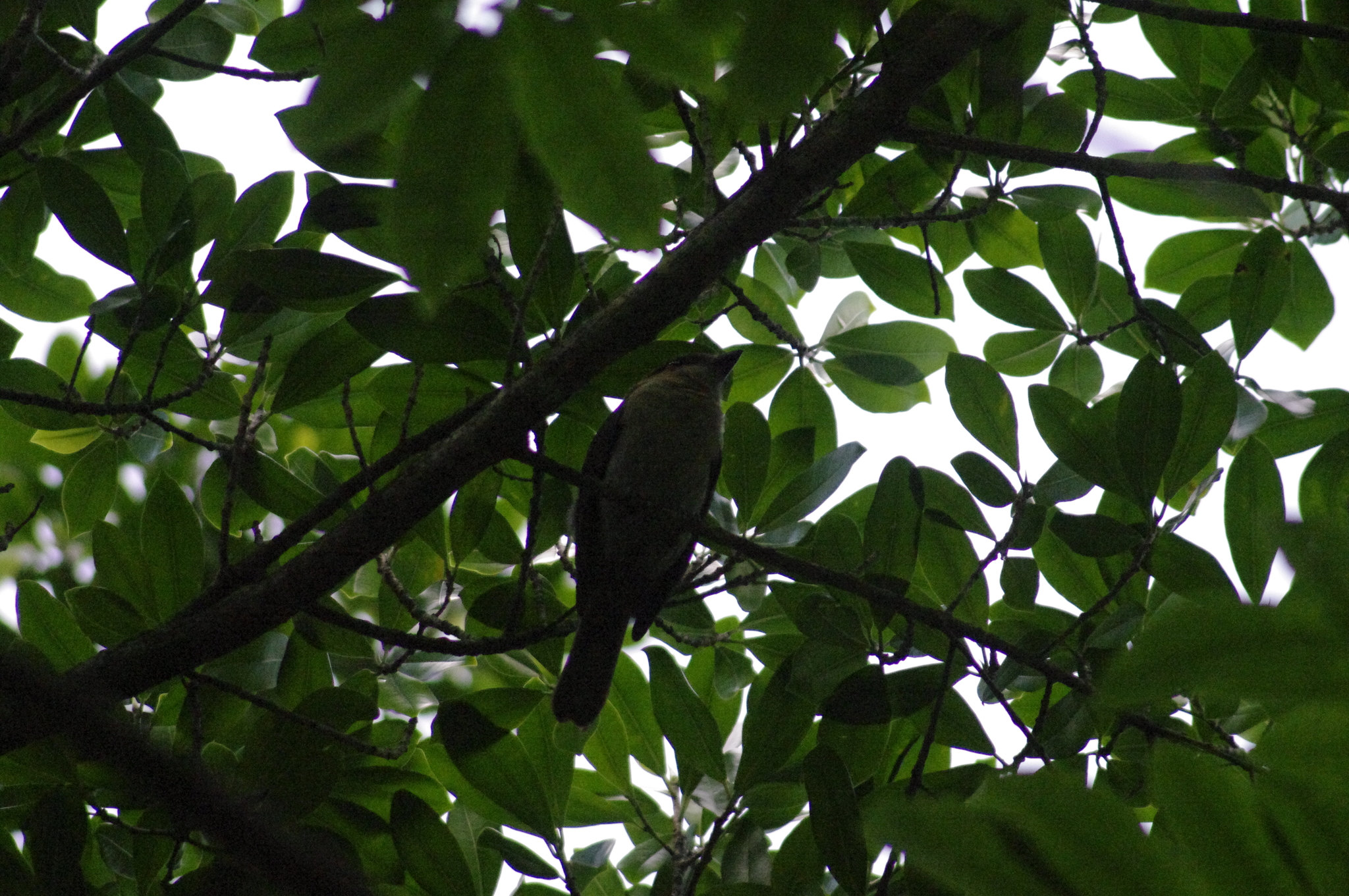 Jamaican Becard (Pachyramphus niger), photo 7