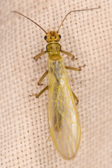 Alloperlini