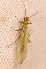 Alloperlini