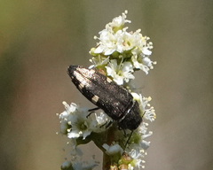 Acmaeodera prorsa