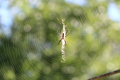 Argiope aurantia