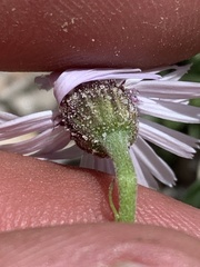 Erigeron leiomerus