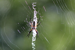 Argiope aurantia