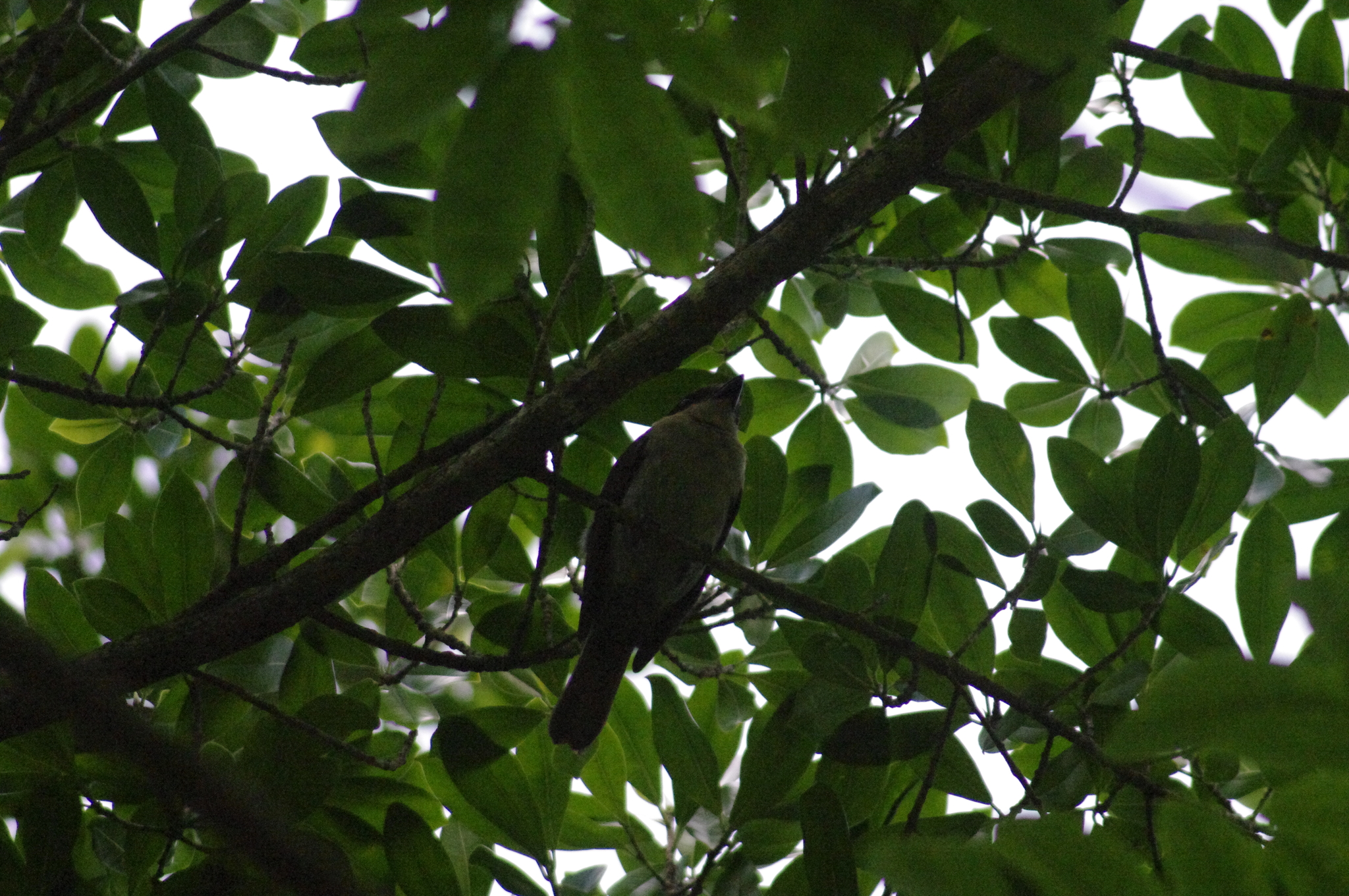 Jamaican Becard (Pachyramphus niger), photo 5