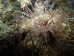 Isarachnanthus