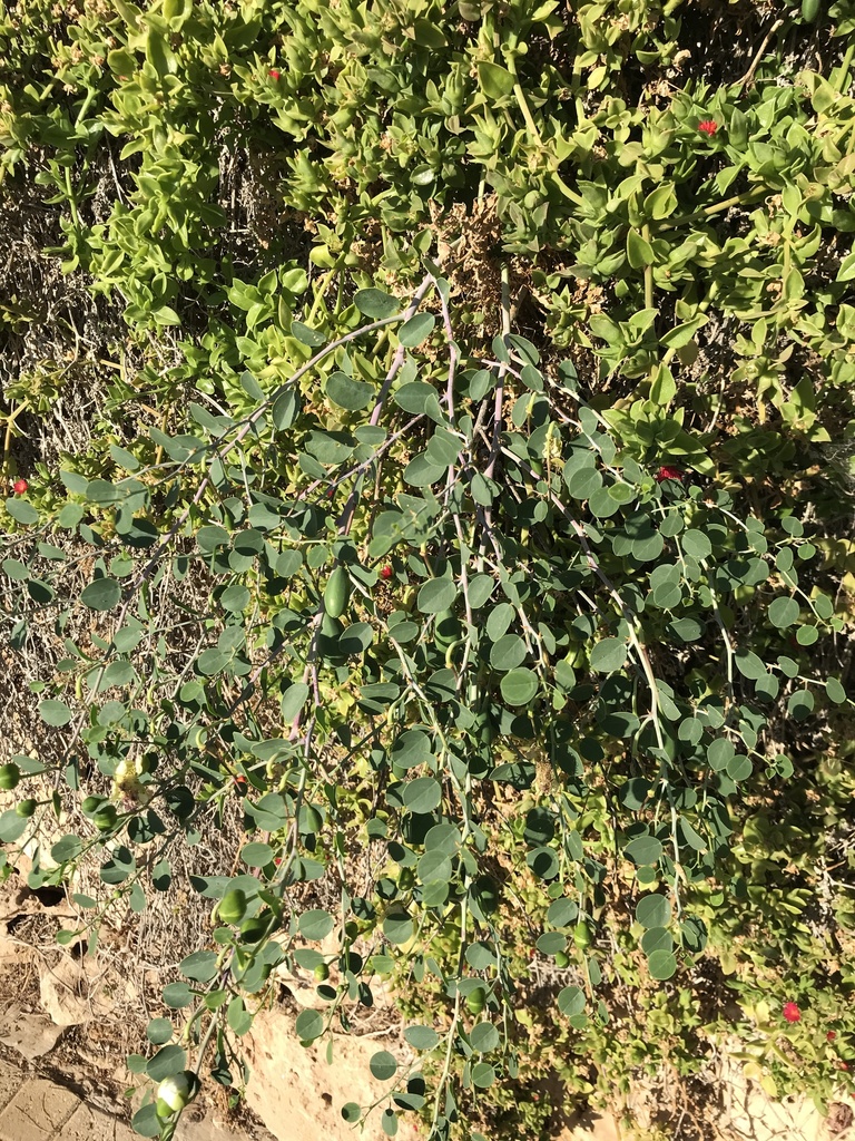 Egyptian Caper from Jerusalem, Israel on July 15, 2022 at 0605 PM by