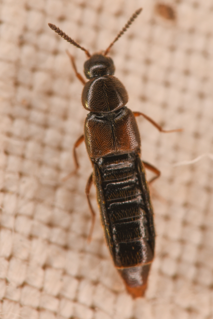 Rove beetle
