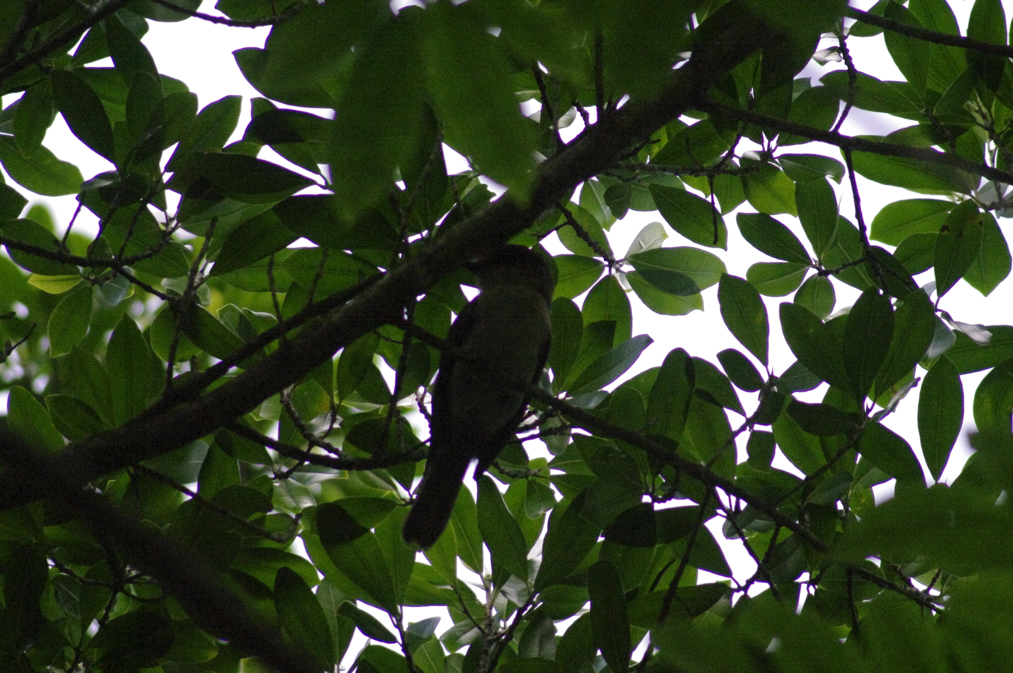 Jamaican Becard (Pachyramphus niger), photo 6