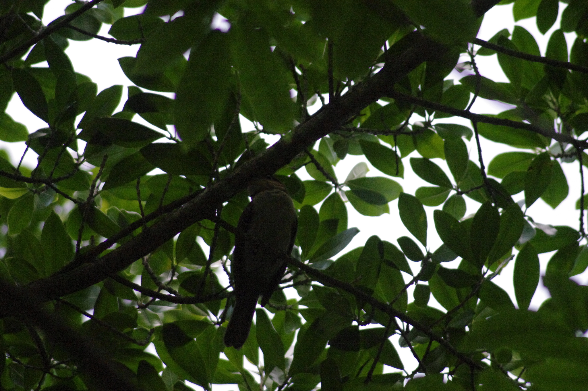 Jamaican Becard (Pachyramphus niger), photo 8