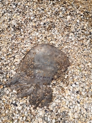 Rhizostoma pulmo