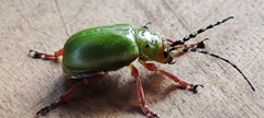 Procalus viridis
