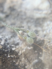 Physaria garrettii