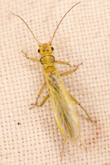 Alloperlini