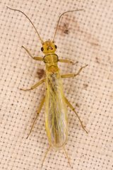 Alloperlini
