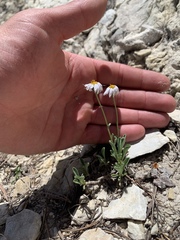 Erigeron leiomerus