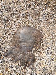 Rhizostoma pulmo