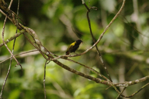 Yellow-shouldered Grassquit (Loxipasser anoxanthus), photo 5
