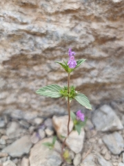 Galeopsis ladanum