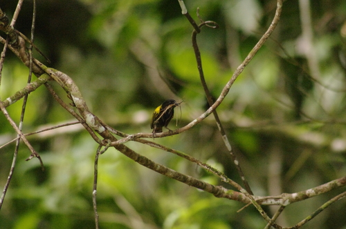 Yellow-shouldered Grassquit (Loxipasser anoxanthus), photo 4