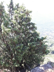 Juniperus oxycedrus oxycedrus