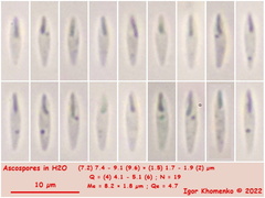 Orbilia luteorubella