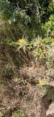 Asteraceae