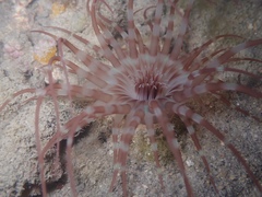 Isarachnanthus