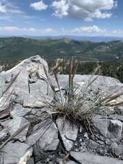 Elymus scribneri