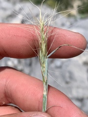 Elymus scribneri