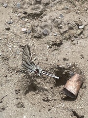 Protographium epidaus tepicus