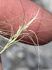 Elymus scribneri