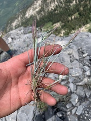 Elymus scribneri