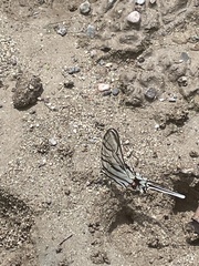 Protographium epidaus tepicus