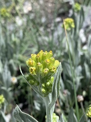 Senecio atratus