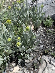 Senecio atratus