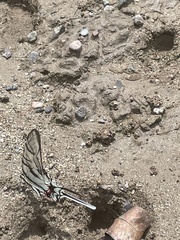 Protographium epidaus tepicus