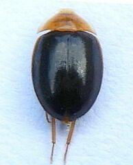 Sacodes thoracica