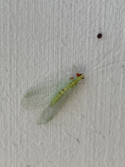 Chrysopa quadripunctata