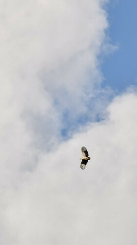Palm-nut Vulture