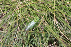 Rhogogaster punctulata