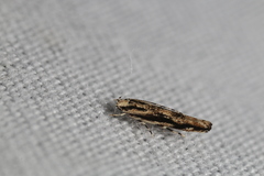 Melanocinclis lineigera