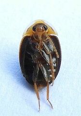 Sacodes thoracica