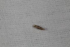 Melanocinclis lineigera