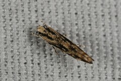 Melanocinclis lineigera