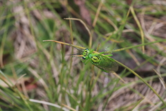 Rhogogaster punctulata