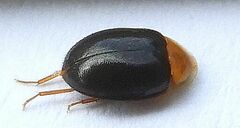 Sacodes thoracica