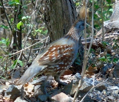 Callipepla douglasii
