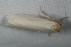 Crambidia xanthocorpa