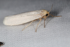 Crambidia xanthocorpa