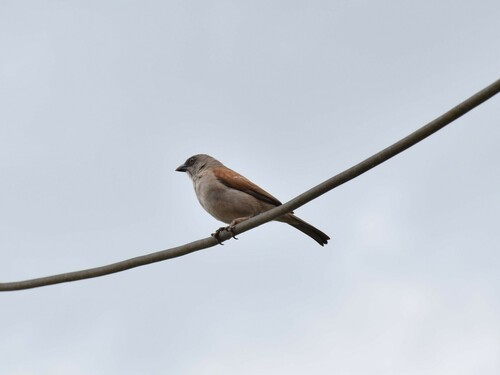 Northern Grey-headed Sparrow